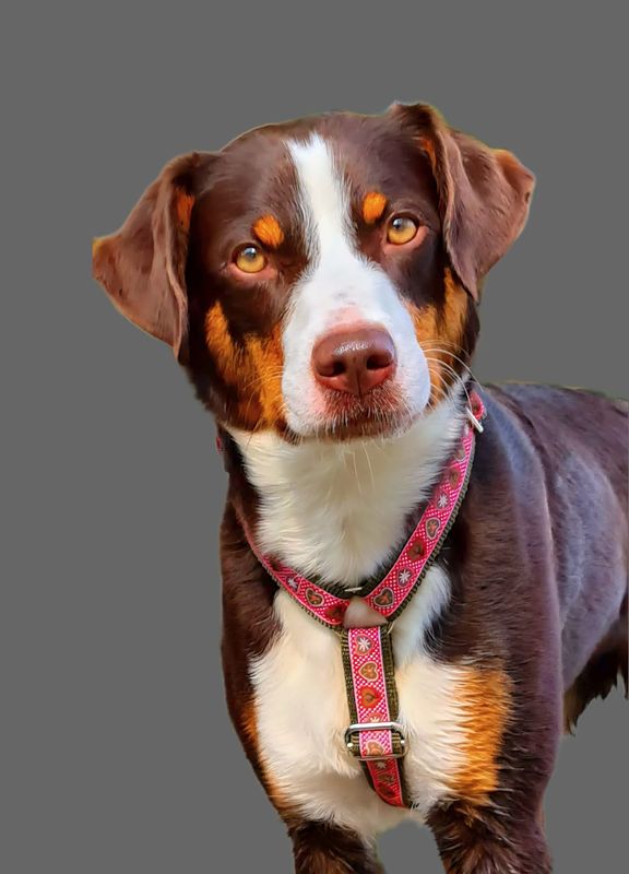 Bayerisches Hundegeschirr  "Alpenliebe" für mittelgroße und große Hunde