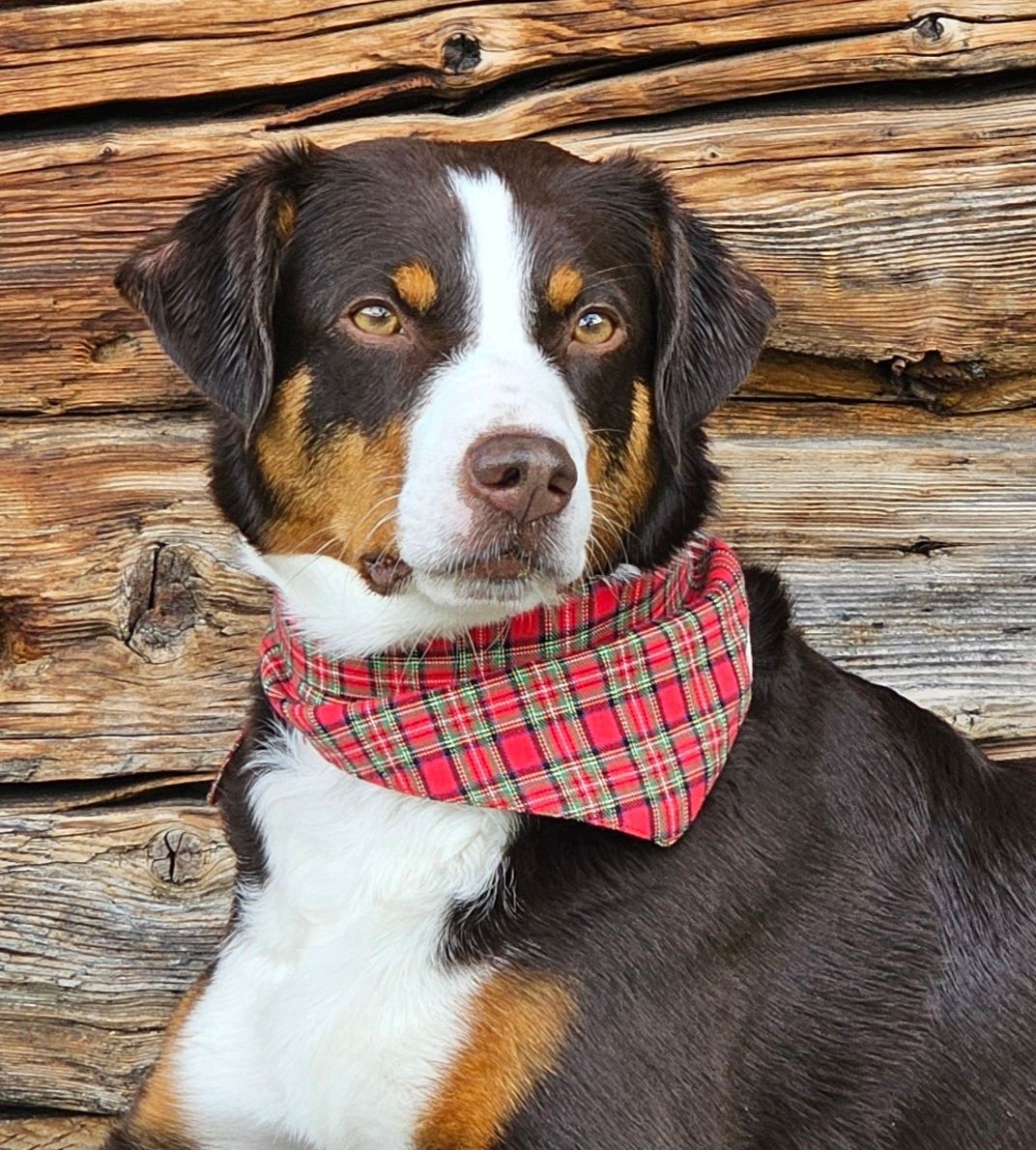 Hundehalstuch Hundehalstuch "Flanell-Karo"