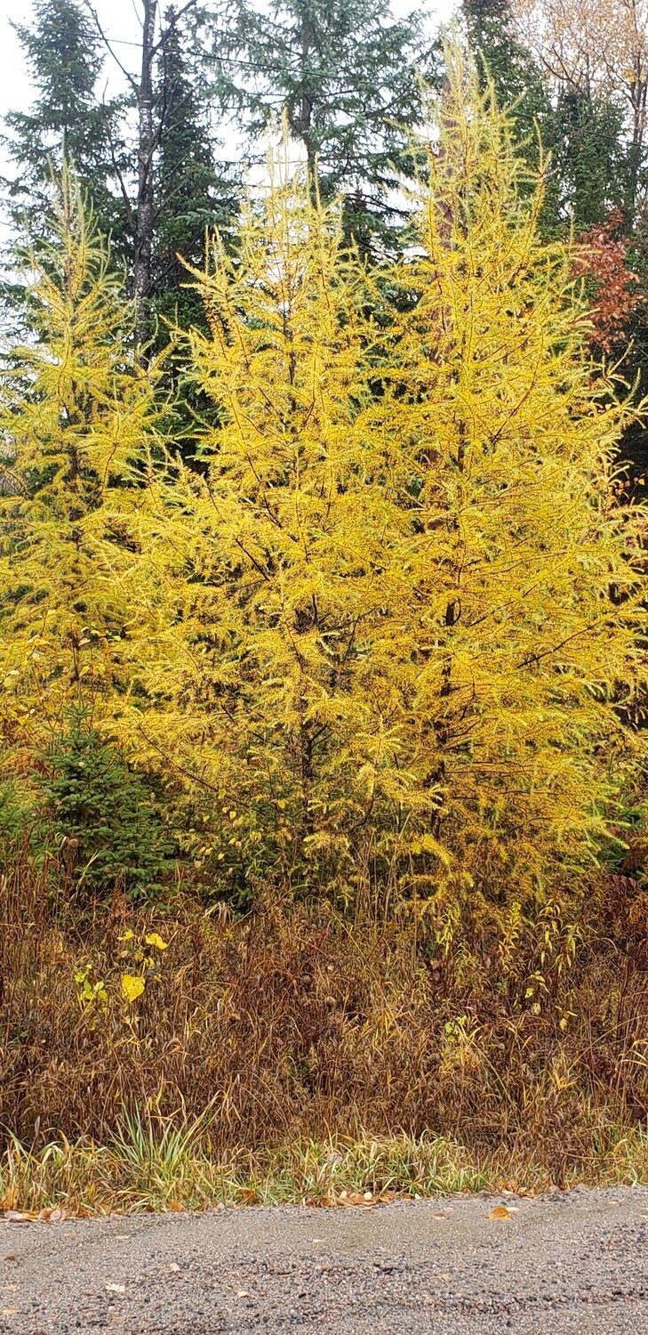 Tamarack (10 stems)