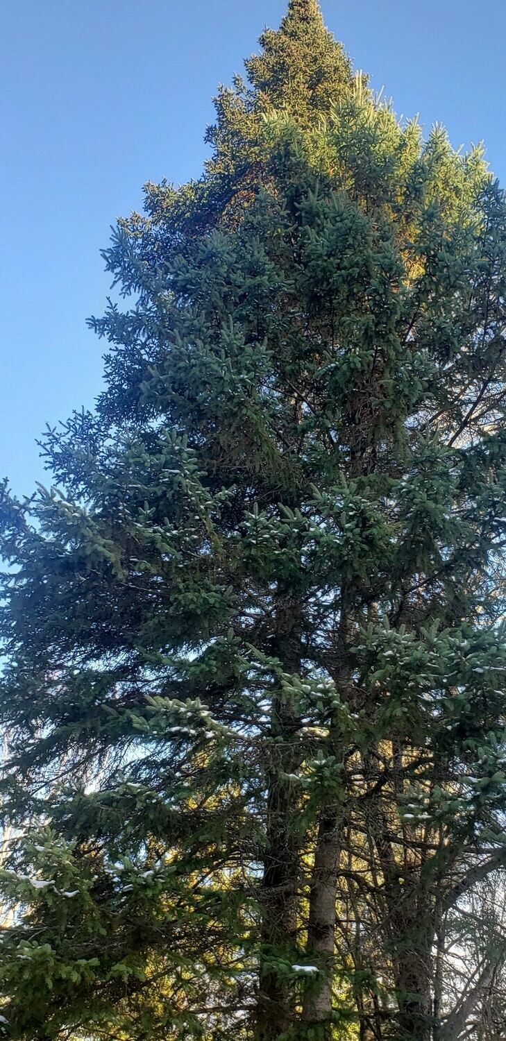 Red spruce (10 stems)