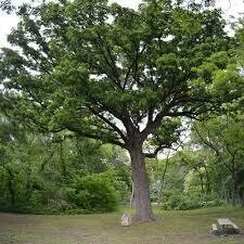 Burr Oak (10 stems)