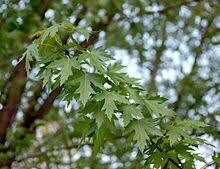 Silver maple (10 stems)