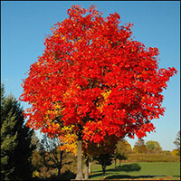 Red Maple (10 stems)