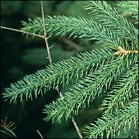 White Spruce (10 stems)