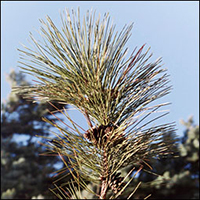 Red Pine (10 stems)