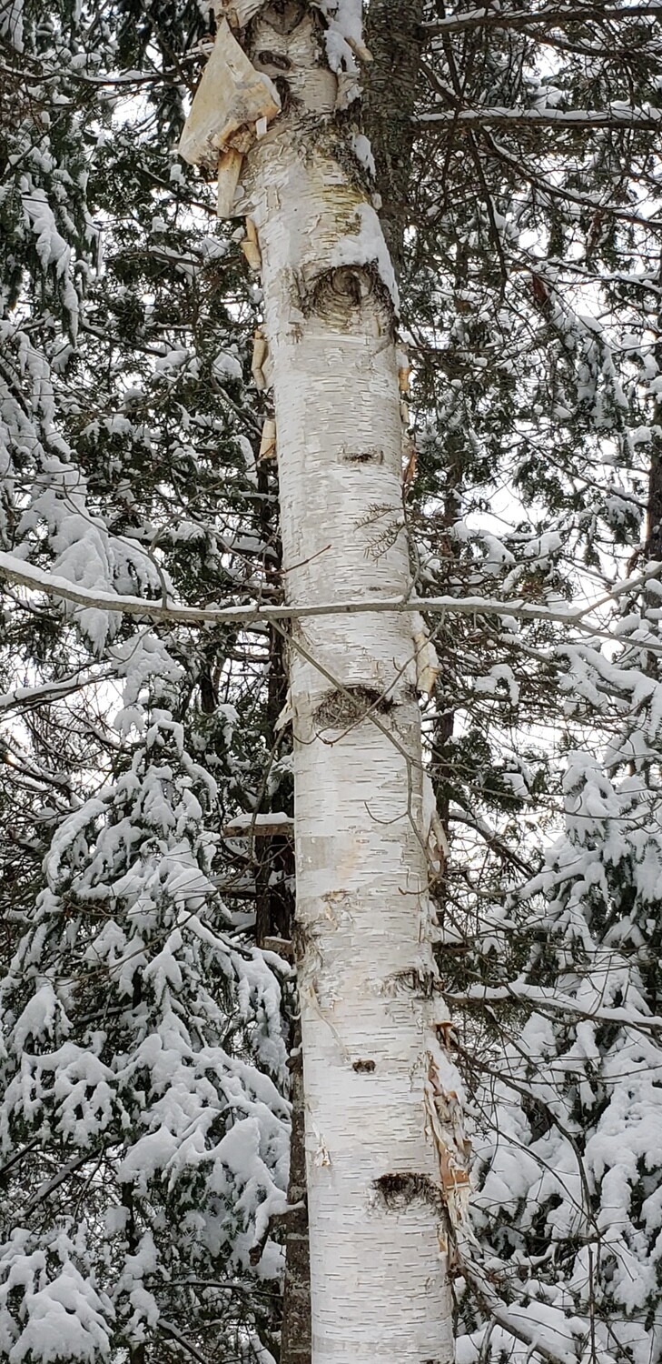 White birch