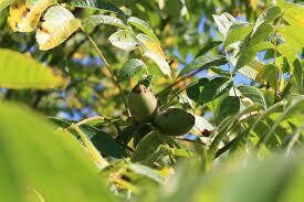 Butternut (10 stems)