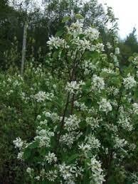 Saskatoon Serviceberry (1 yr seedling 18-24")