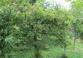 Cortland apple tree (1 stem)