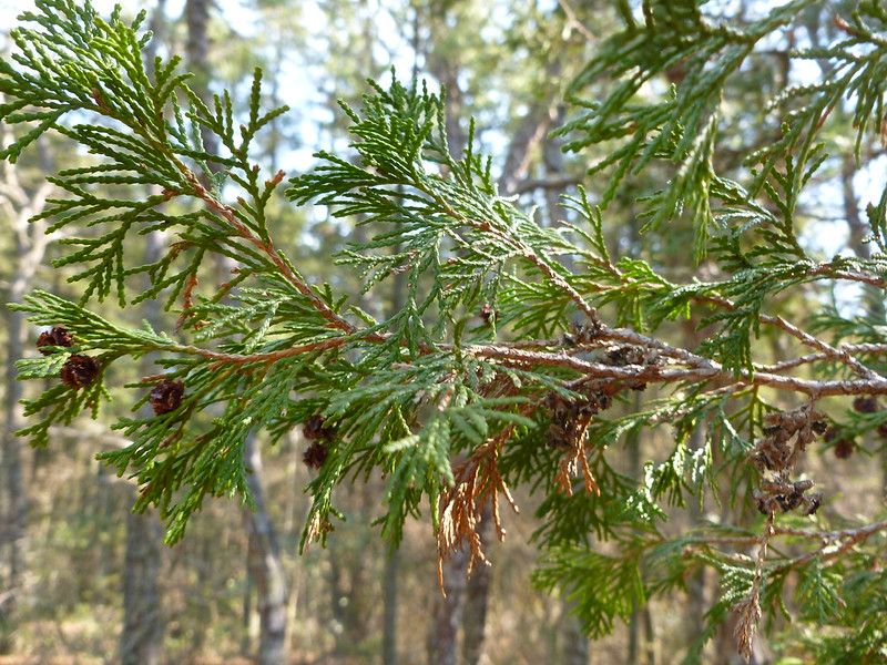 Eastern White Cedar  (10 stems)