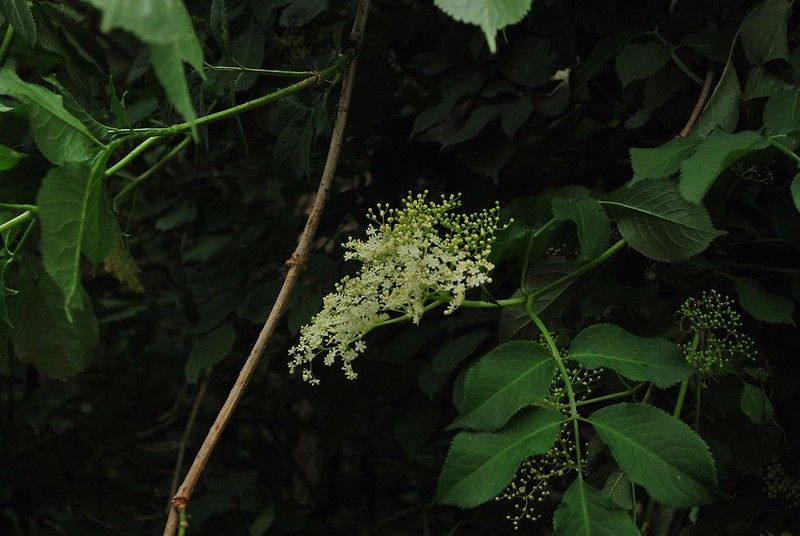 Black Elderberry (10 stems)