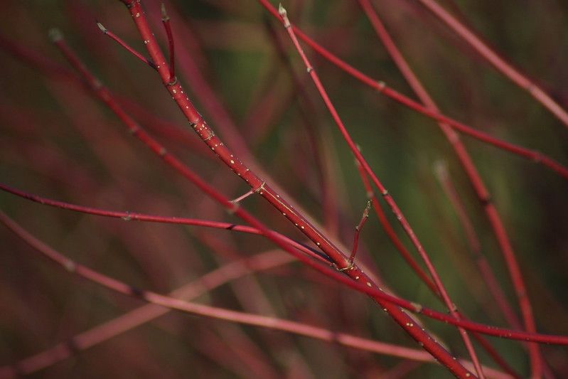 Red Osier Dogwood (10 stems)