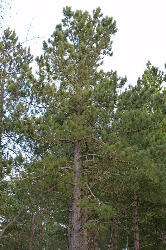 Red Pine  (10 stems)