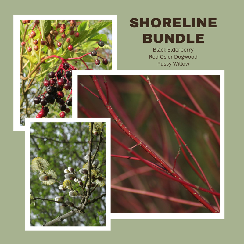 Shoreline Bundle (30 stems)