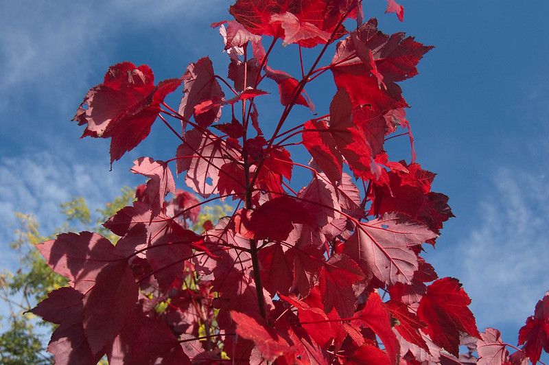 Red Maple (10 stems)
