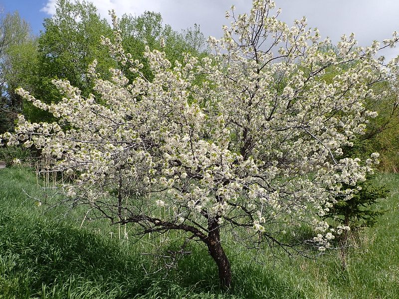 American Plum (10 stems)