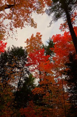Trees