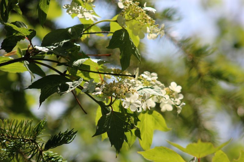 Highbush Cranberry (10 stems)