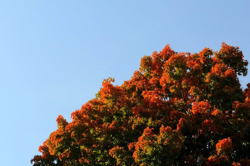 Hard Sugar Maple - 10 stems