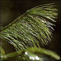 Eastern White Pine (10 stems)