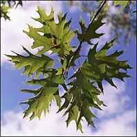 Red Oak  (10 stems)