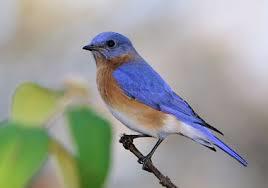 Bluebird Nest Box (pre-assembled)