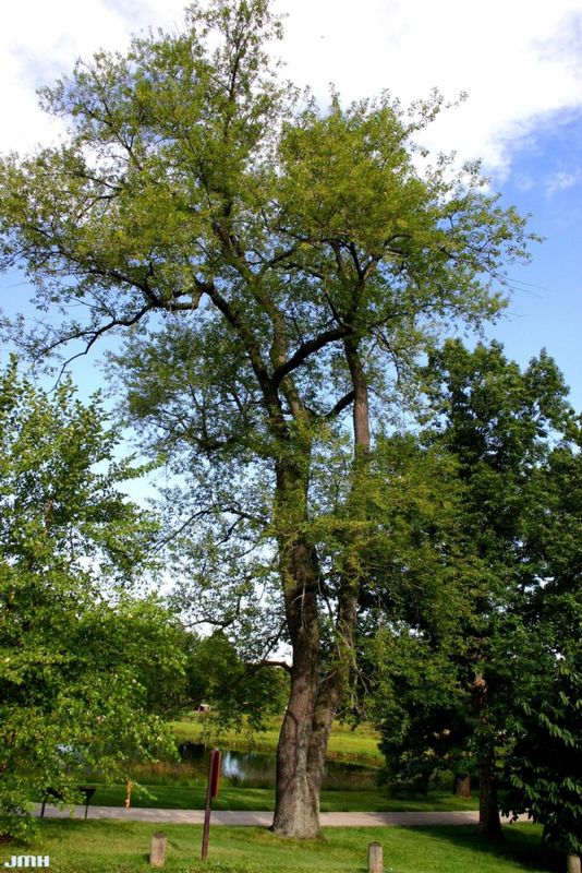 Black Cherry (10 stems)