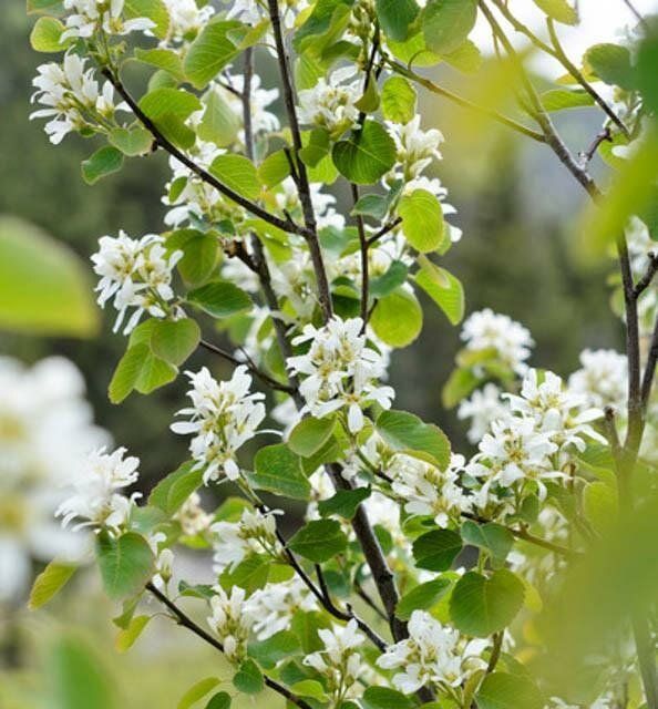 Saskatoon Serviceberry (10 stems)