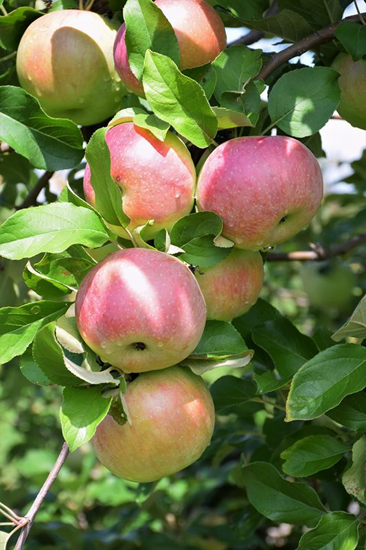 Northern Spy Apple Tree (1 stem)