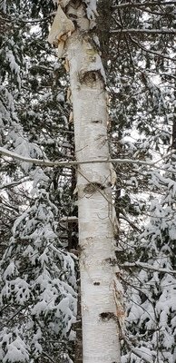 White birch (10 stems)