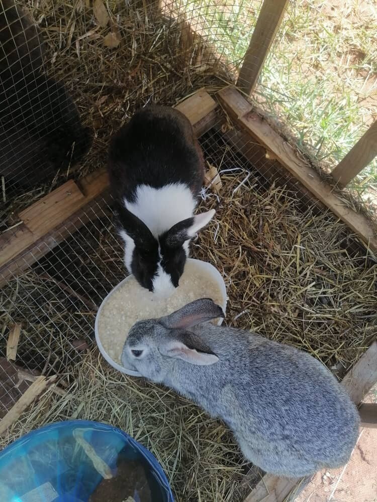 Rabbit