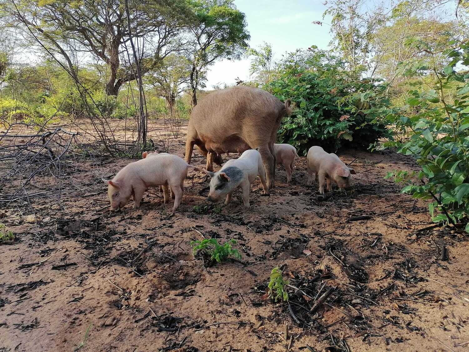 Pigs for breeding and pigs for pork