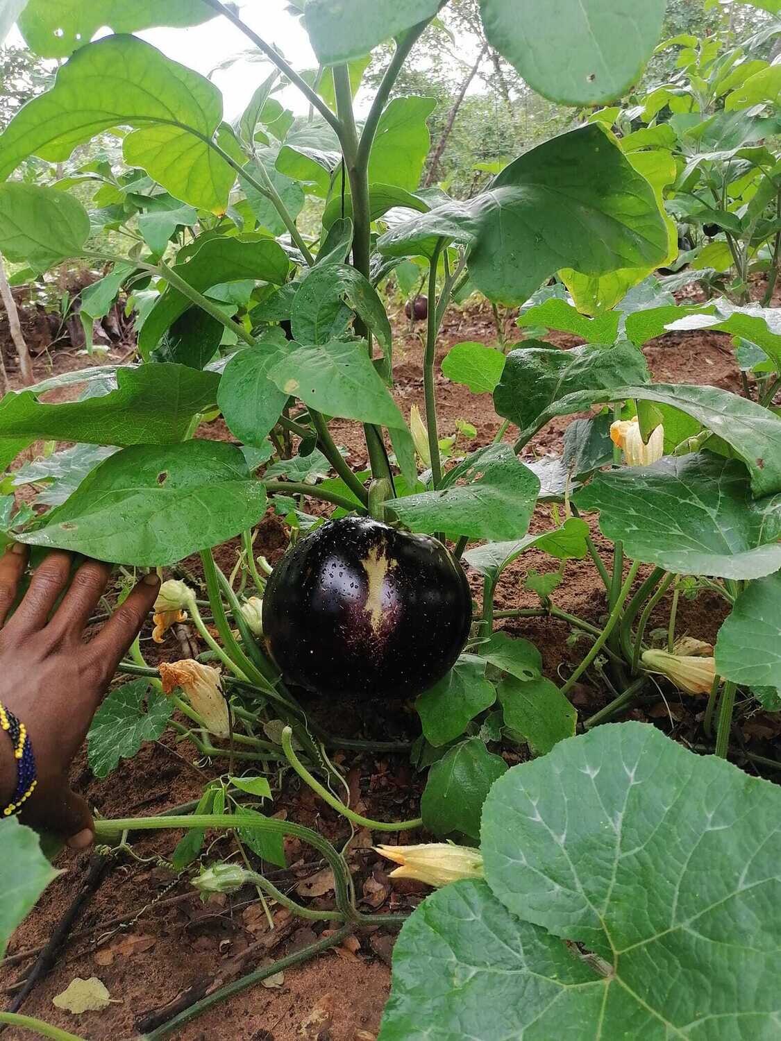 Eggplant