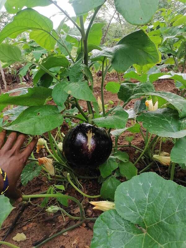 Eggplant
