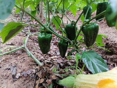 Green peppers
