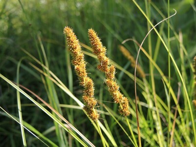 Grasses &amp; Sedges