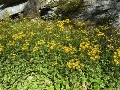 Ground Covers