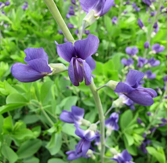 Baptisia australis (blue false indigo)