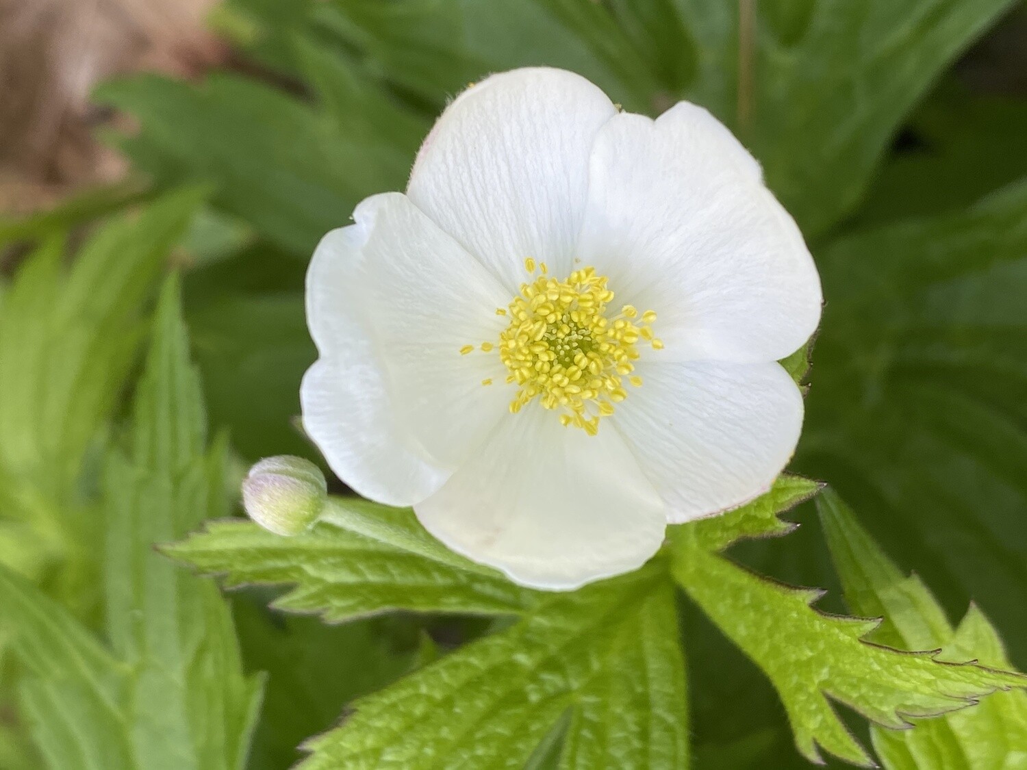 Anemone canadensis (Canadian anemone)