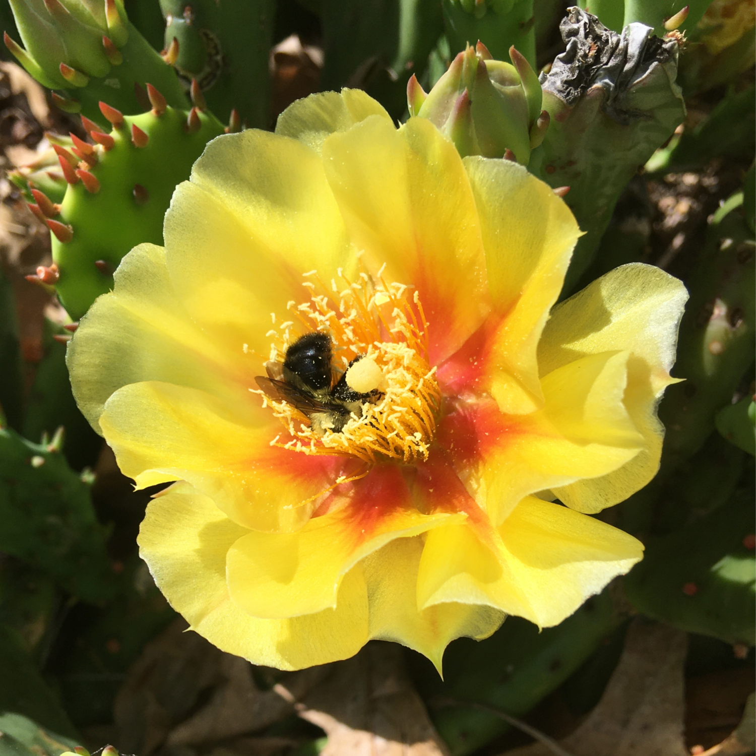 Opuntia humifusa  (Eastern prickly pear)