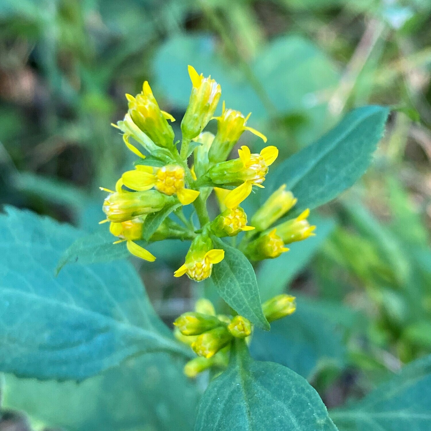 Solidago flexicaulis (zigzag goldenrod)