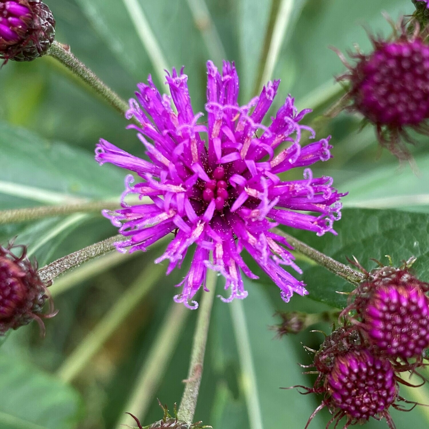 Vernonia noveboracensis (New York ironweed)