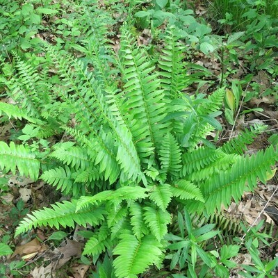Polystichum acrostichoides (Christmas fern)