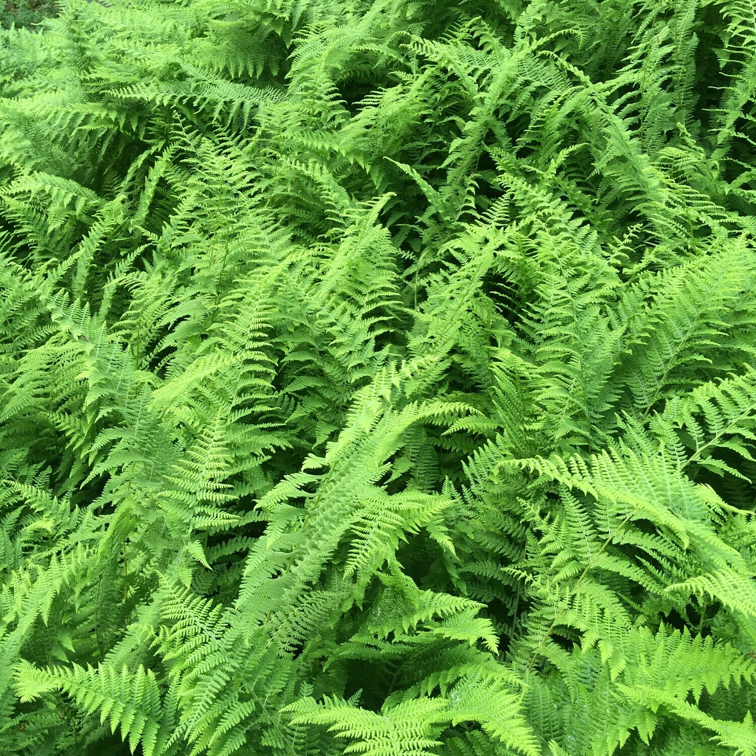 Dennstaedtia punctilobula (hay-scented fern)