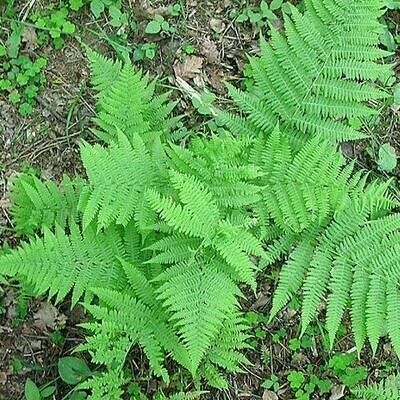 Athyrium filix-femina (lady fern)