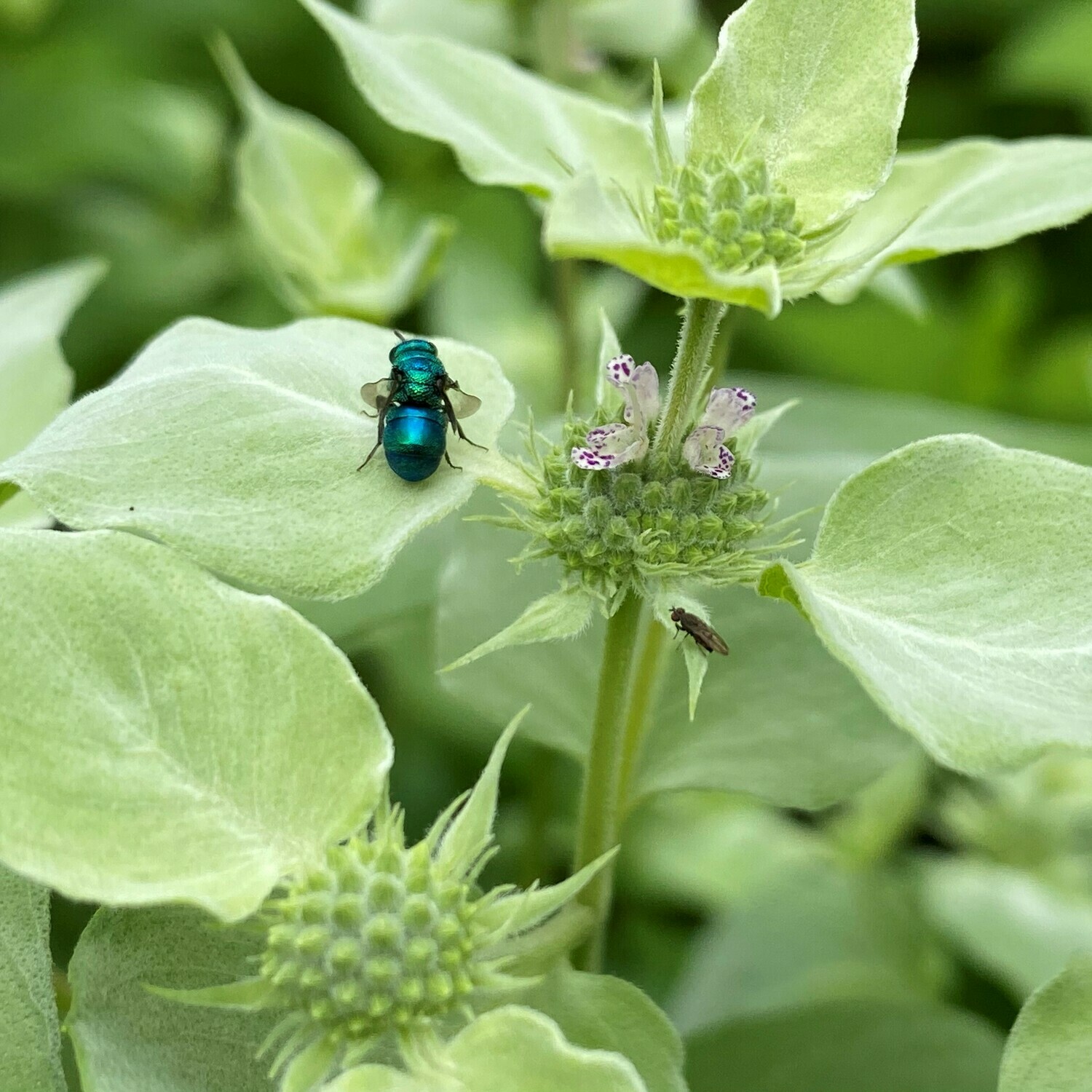 Pycnanthemum muticum (broad-leaved mountain mint)