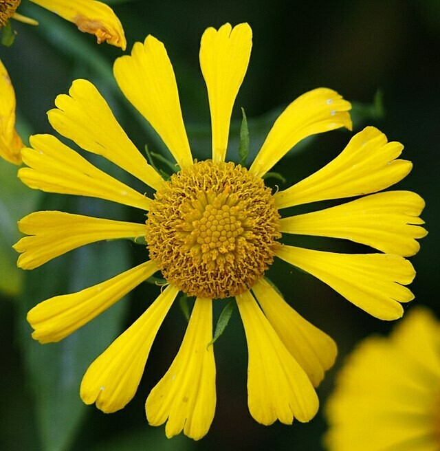 Helenium autumnale (Autumn helenium)