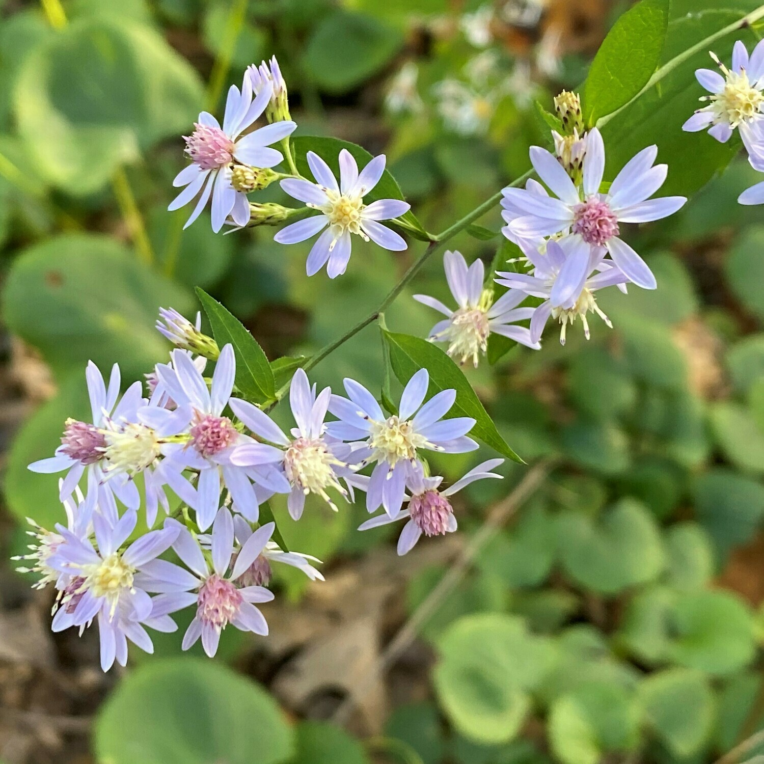 Symphyotrichum cordifolium (blue wood aster, heartleaf aster)
