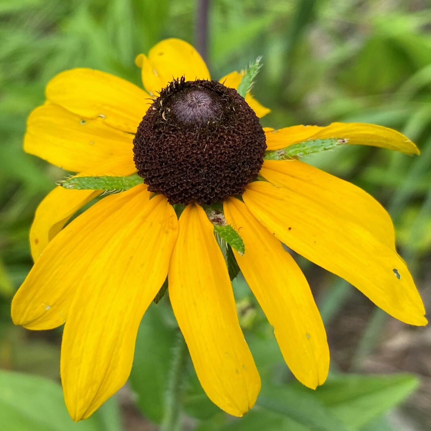 Rudbeckia fulgida (orange coneflower)