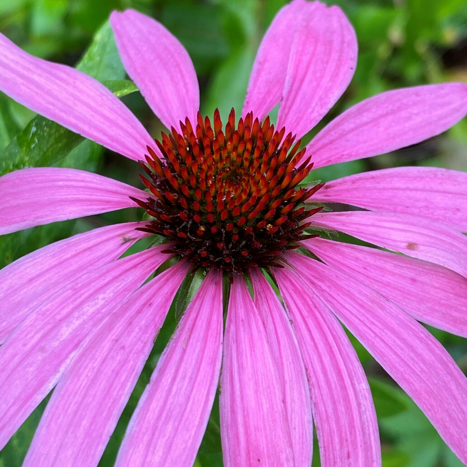 Echinacea purpurea (purple coneflower)